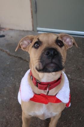 Maika Monroe, Adoptable, Puppy Female Mixed Breed & Mixed Breed.