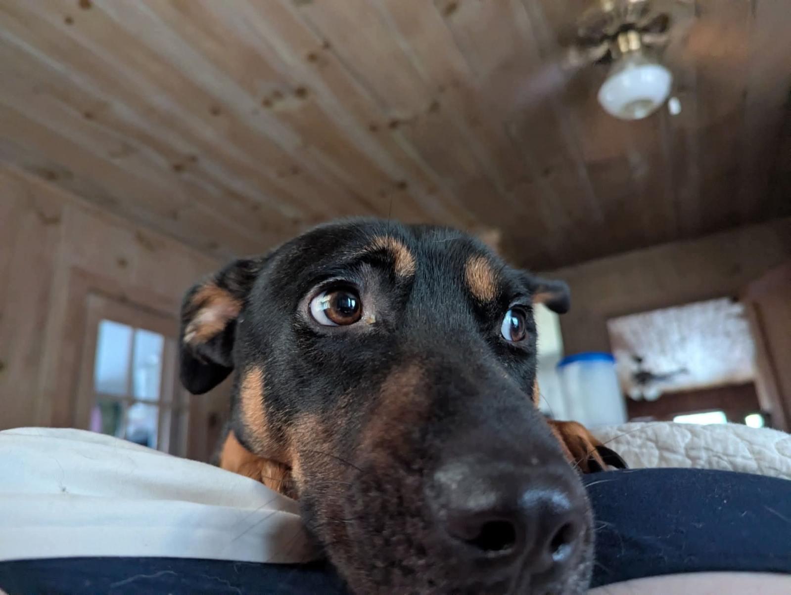 Fletcher, a ADOPTABLE mixed breed in Charlotte, NC image 3/3