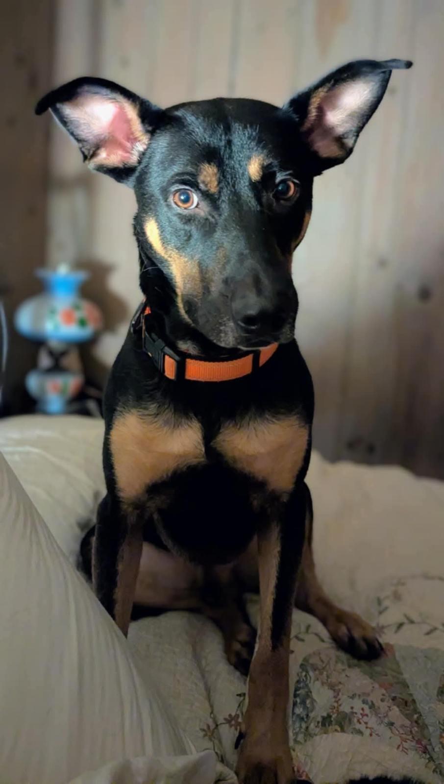 Fletcher, ADOPTABLE, Adult Male German Shepherd Dog.