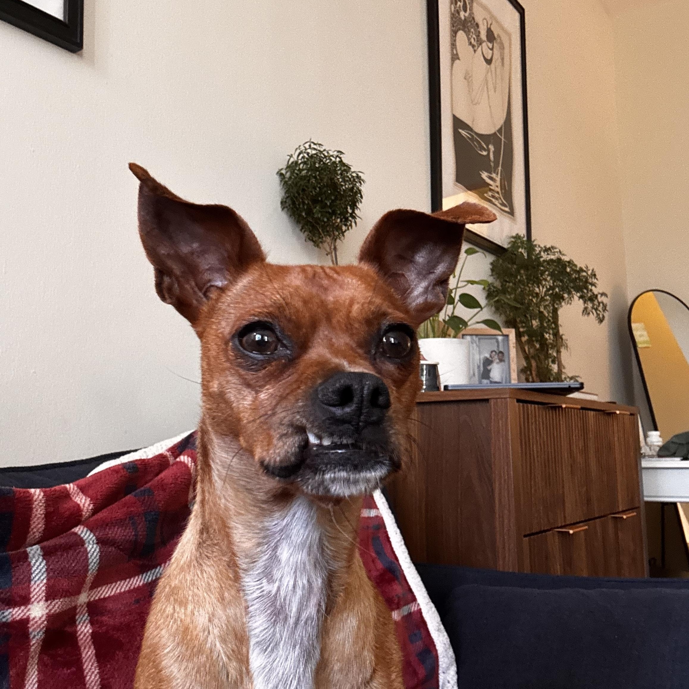 Paco, a ADOPTABLE mixed breed in Brooklyn, NY image 4/4