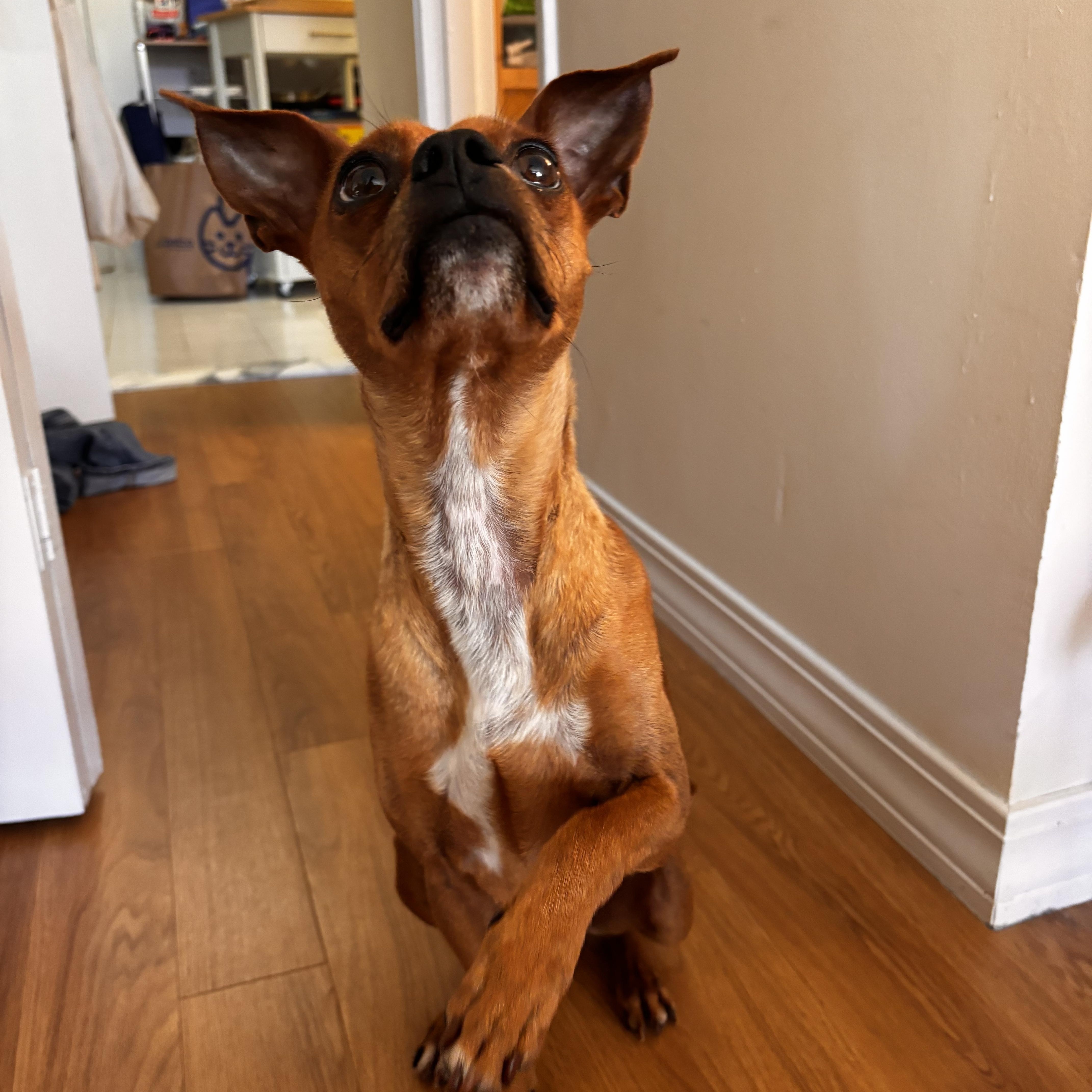 Paco, a ADOPTABLE mixed breed in Brooklyn, NY image 3/4