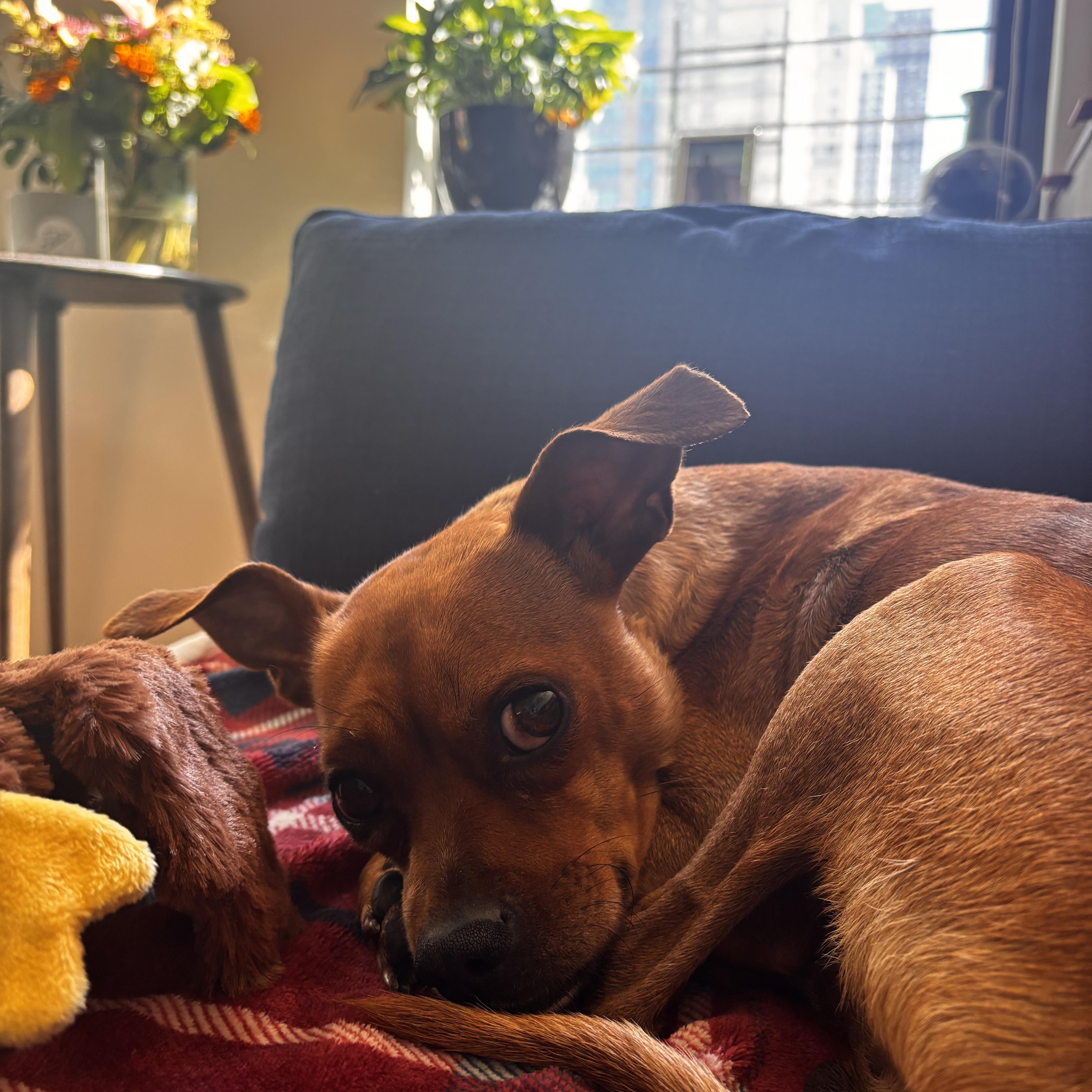 Paco, a ADOPTABLE mixed breed in Brooklyn, NY image 2/4