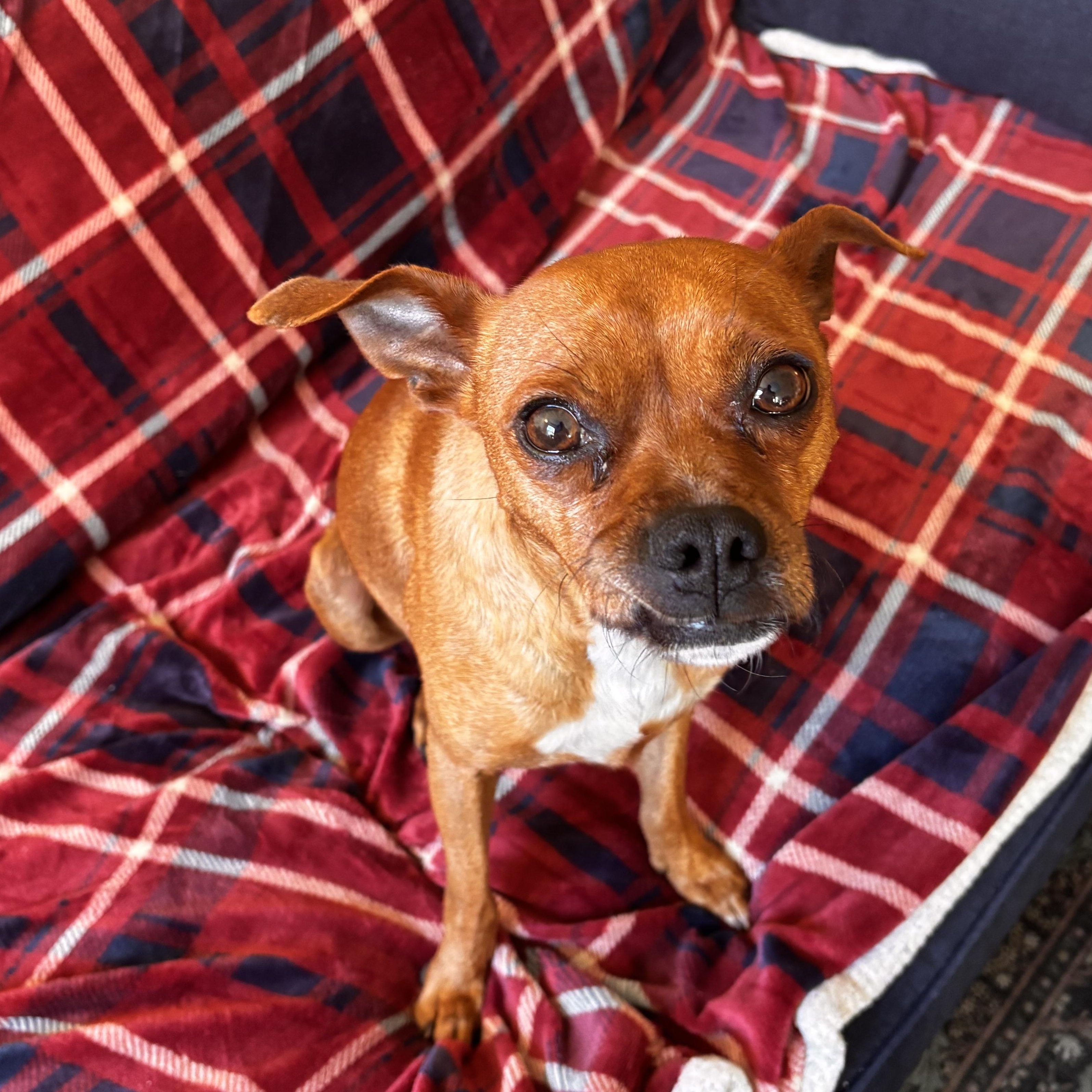 Paco, ADOPTABLE, Young Male Chihuahua.