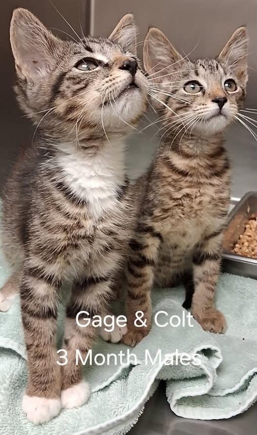 Gage & Colt, ADOPTABLE, Kitten Male Domestic Short Hair.