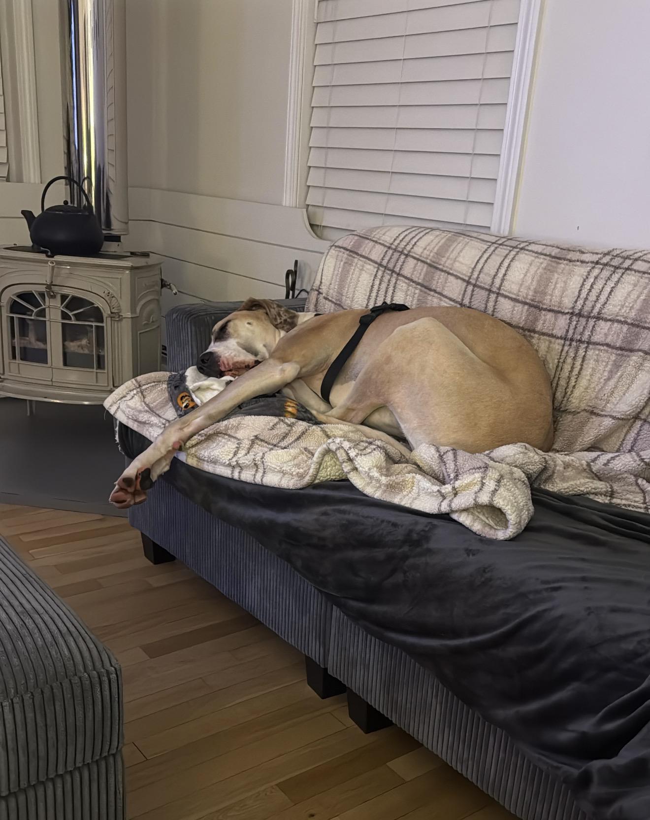 Enlarge Faith ( this is NOT an AFTA DOG ), a Adoptable Great Dane in WARREN, RI image 2/2