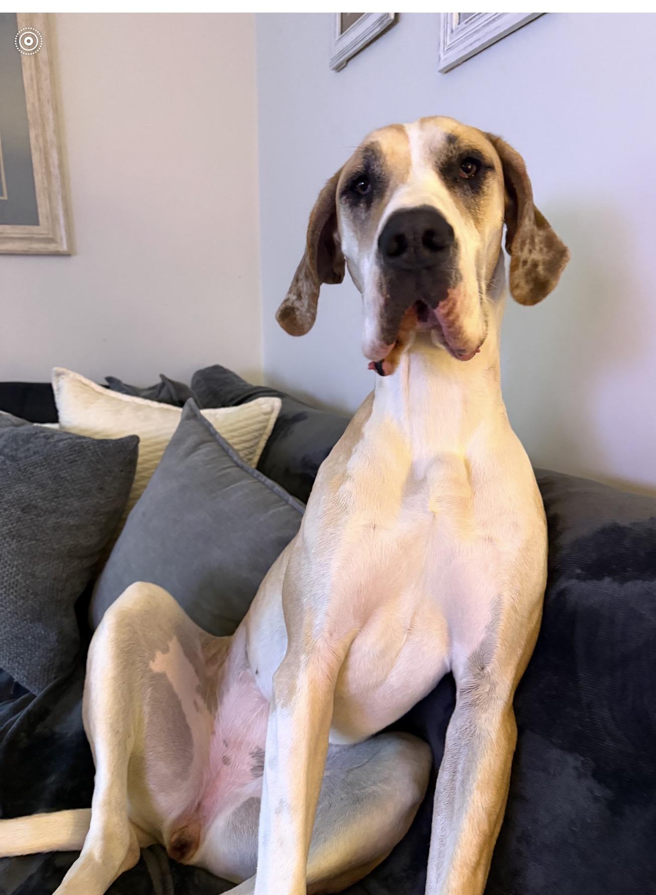 Enlarge Faith ( this is NOT an AFTA DOG ), a Adoptable Great Dane in WARREN, RI image 1/2