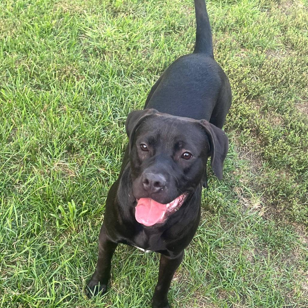 Enlarge Shadow, a Adoptable mixed breed in Joliet, IL image 1/6