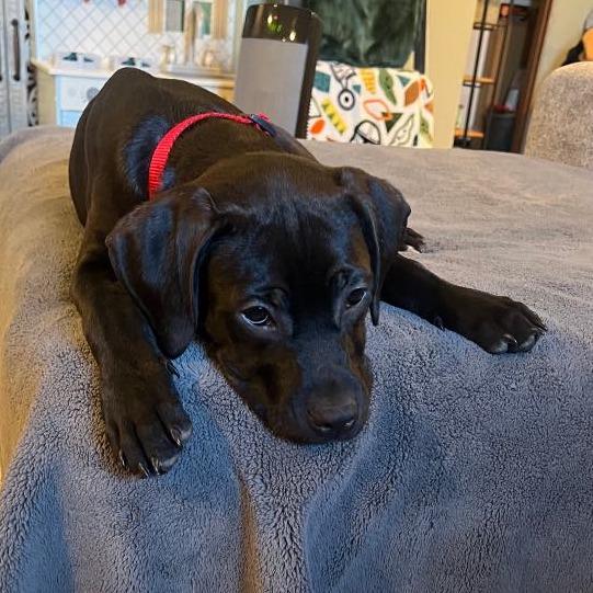 Enlarge Shadow, a Adoptable mixed breed in Joliet, IL image 2/6