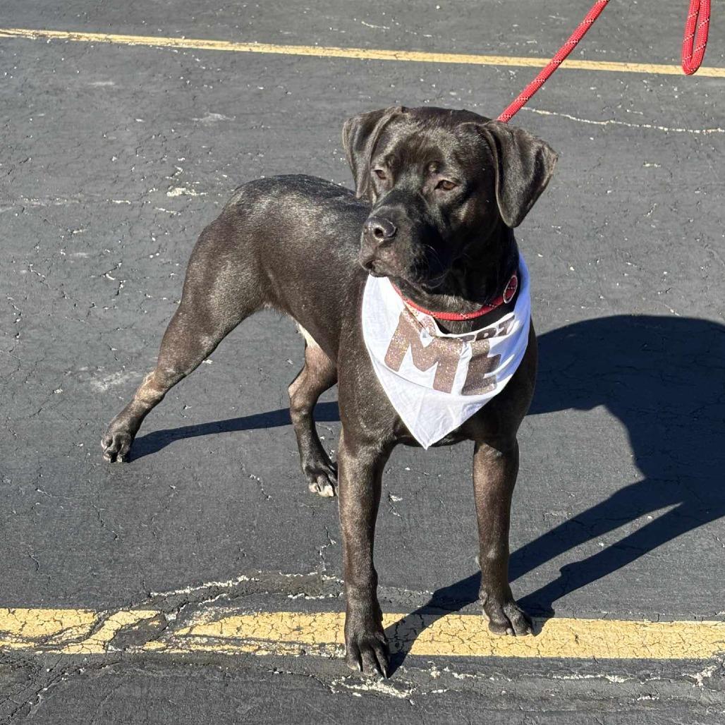 Enlarge Shadow, a Adoptable mixed breed in Joliet, IL image 3/6
