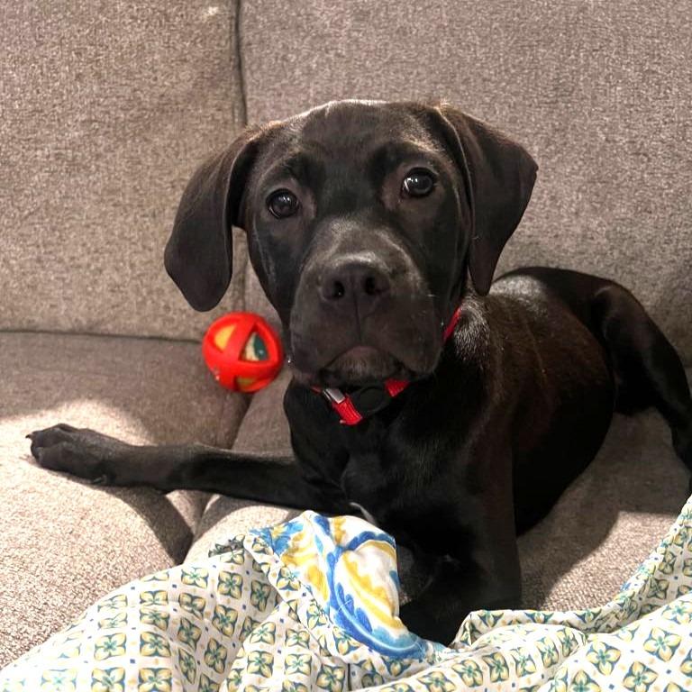 Enlarge Shadow, a Adoptable mixed breed in Joliet, IL image 4/6