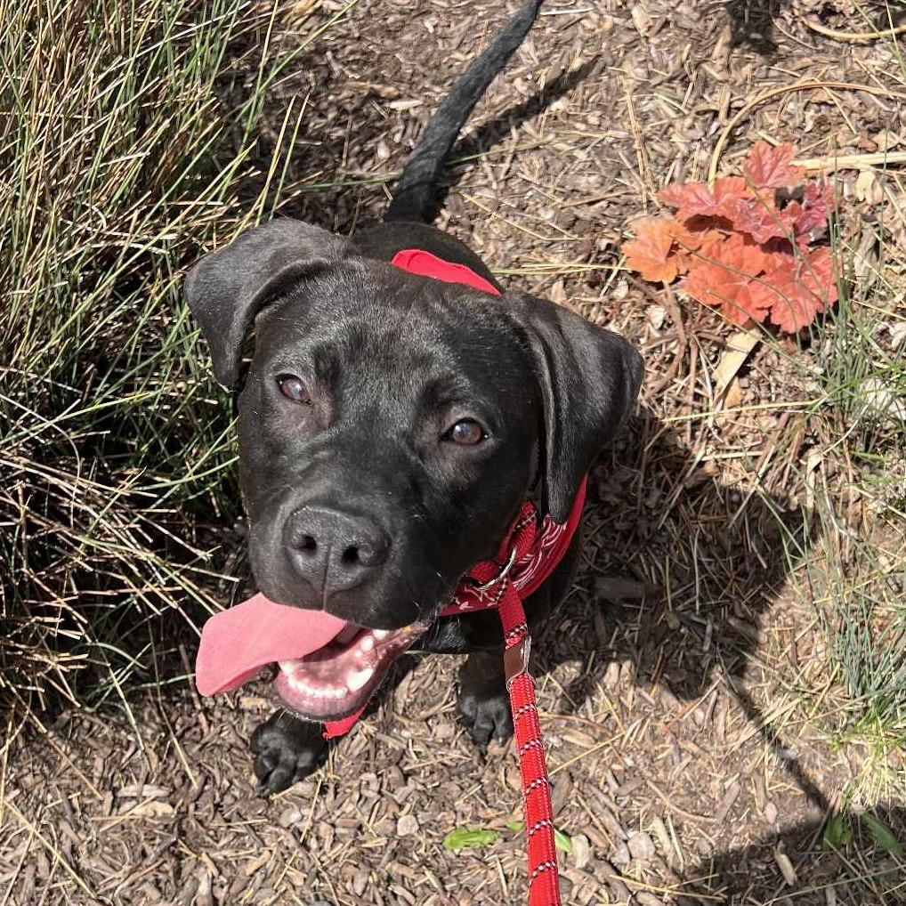 Enlarge Shadow, a Adoptable mixed breed in Joliet, IL image 6/6