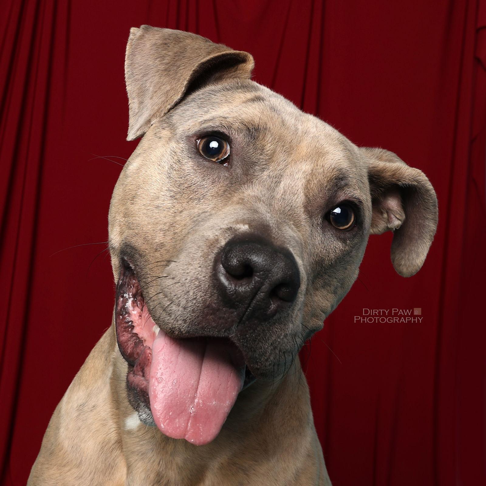 Bruce, Adoptable, Young Male Pit Bull Terrier & American Staffordshire Terrier.