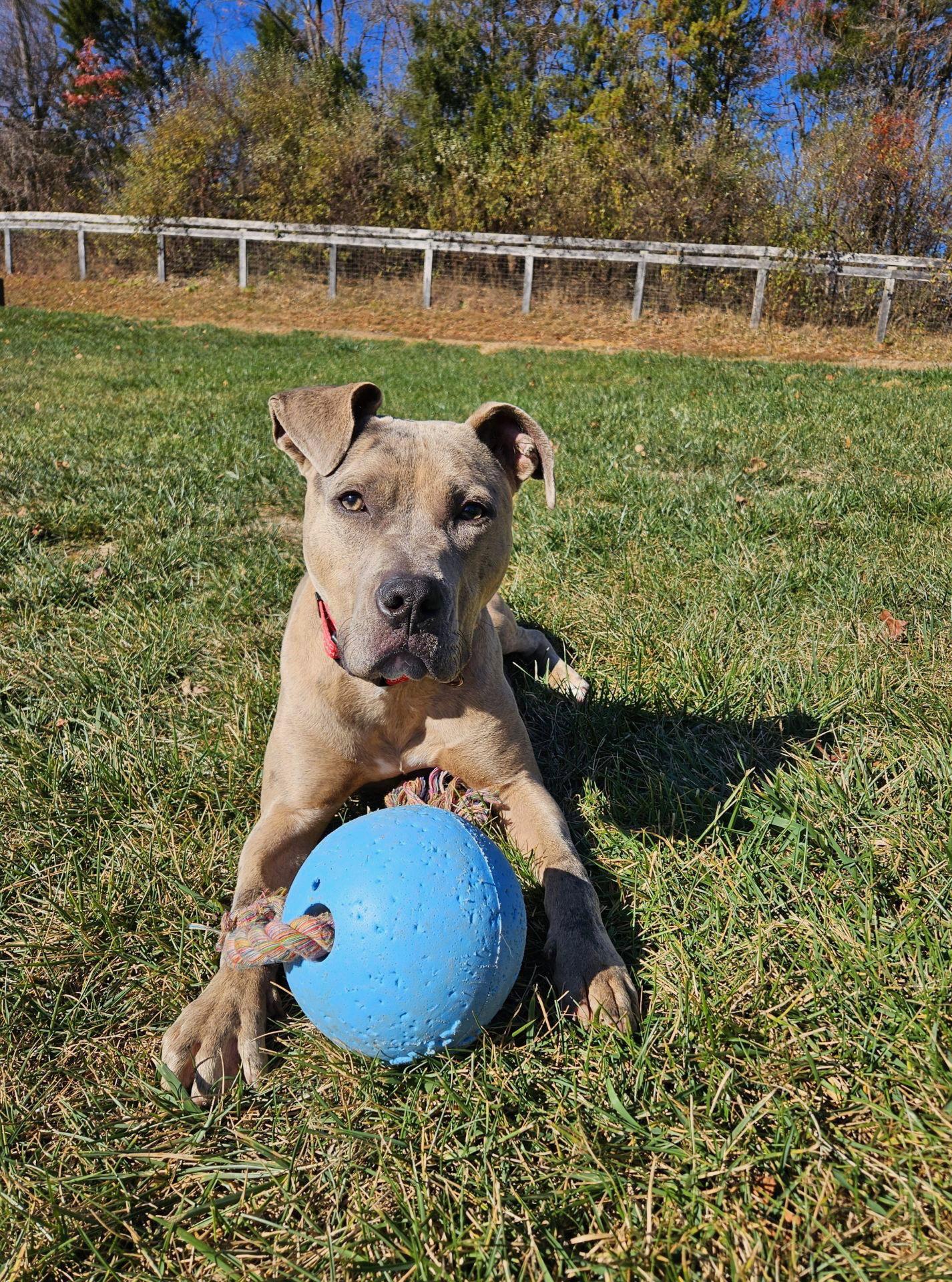 Enlarge Bruce, a Adoptable mixed breed in Baltimore, MD image 1/3