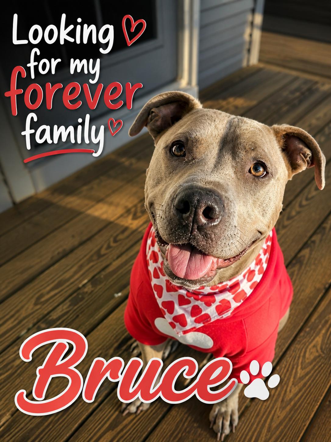 Enlarge Bruce, a Adoptable mixed breed in Baltimore, MD image 2/3