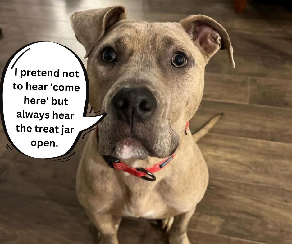 Enlarge Bruce, a Adoptable mixed breed in Baltimore, MD image 2/3