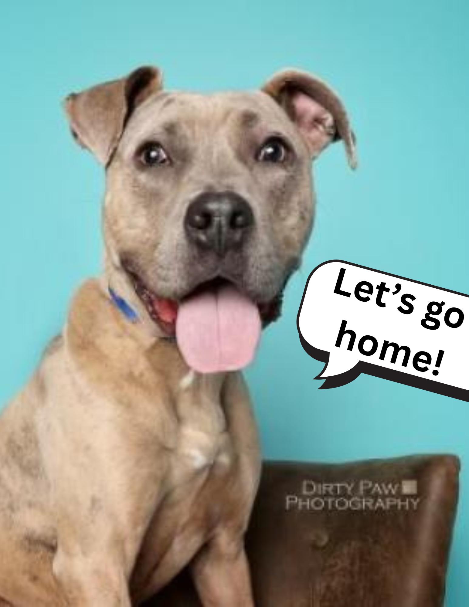 Bruce, a Adoptable mixed breed in Baltimore, MD image 2/6