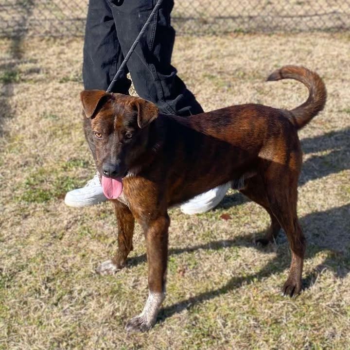 Winston, Adoptable, Adult Male Shepherd.