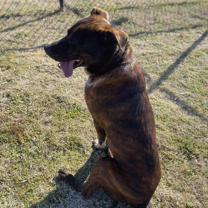 Enlarge Winston, a Adoptable Shepherd in Springdale, AR image 3/6