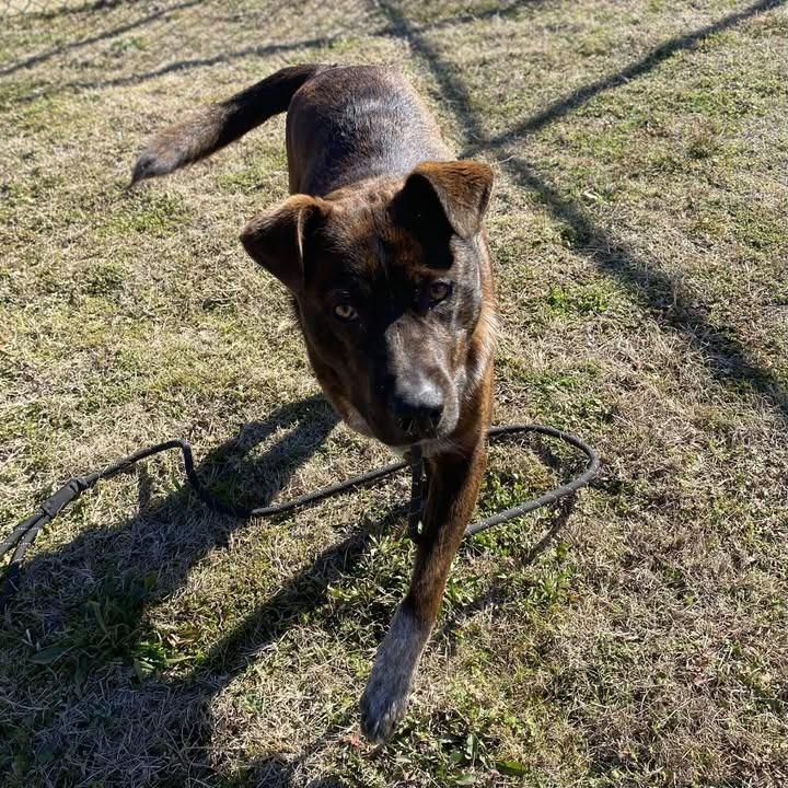 Enlarge Winston, a Adoptable Shepherd in Springdale, AR image 4/6