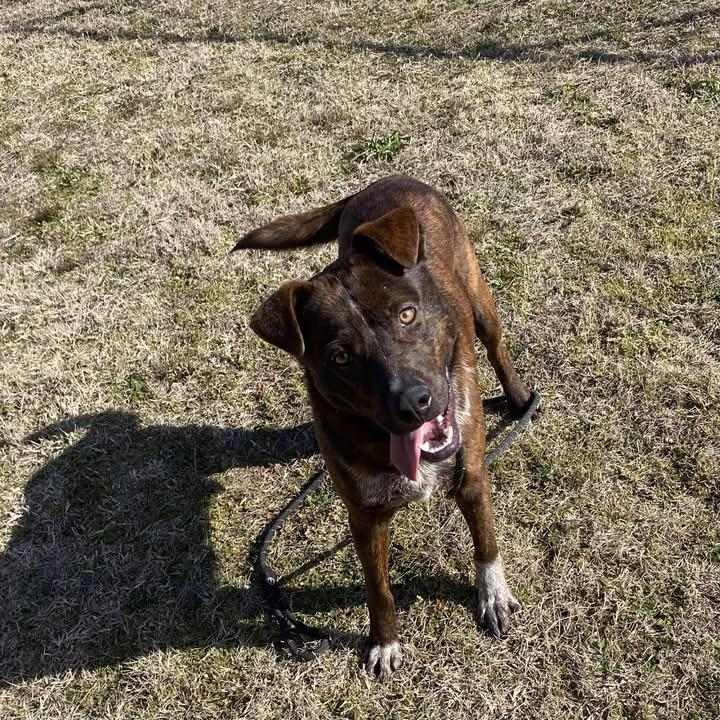 Enlarge Winston, a Adoptable Shepherd in Springdale, AR image 5/6