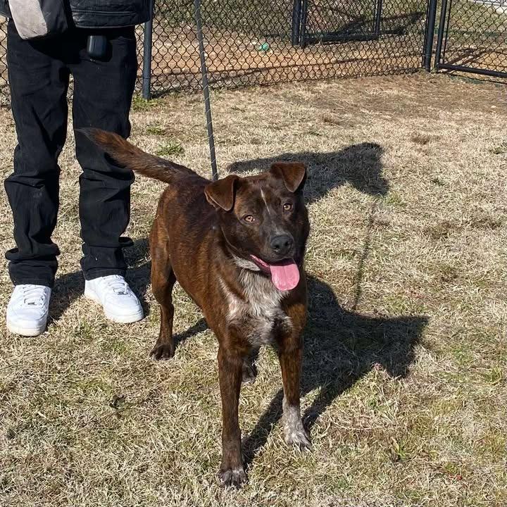 Enlarge Winston, a Adoptable Shepherd in Springdale, AR image 6/6