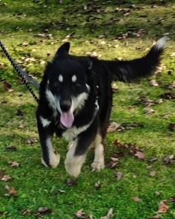 Enlarge Starsky, a Adoptable mixed breed in Steubenville, OH image 4/5