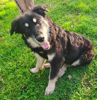 Starsky, Adoptable, Young Male German Shepherd Dog.