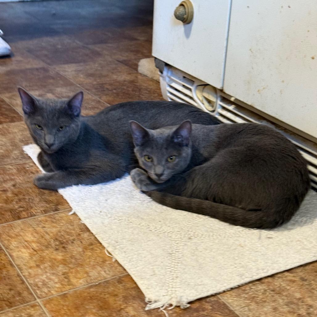 Tamale - Bonded Pair, Adoptable, Young Male Domestic Short Hair.