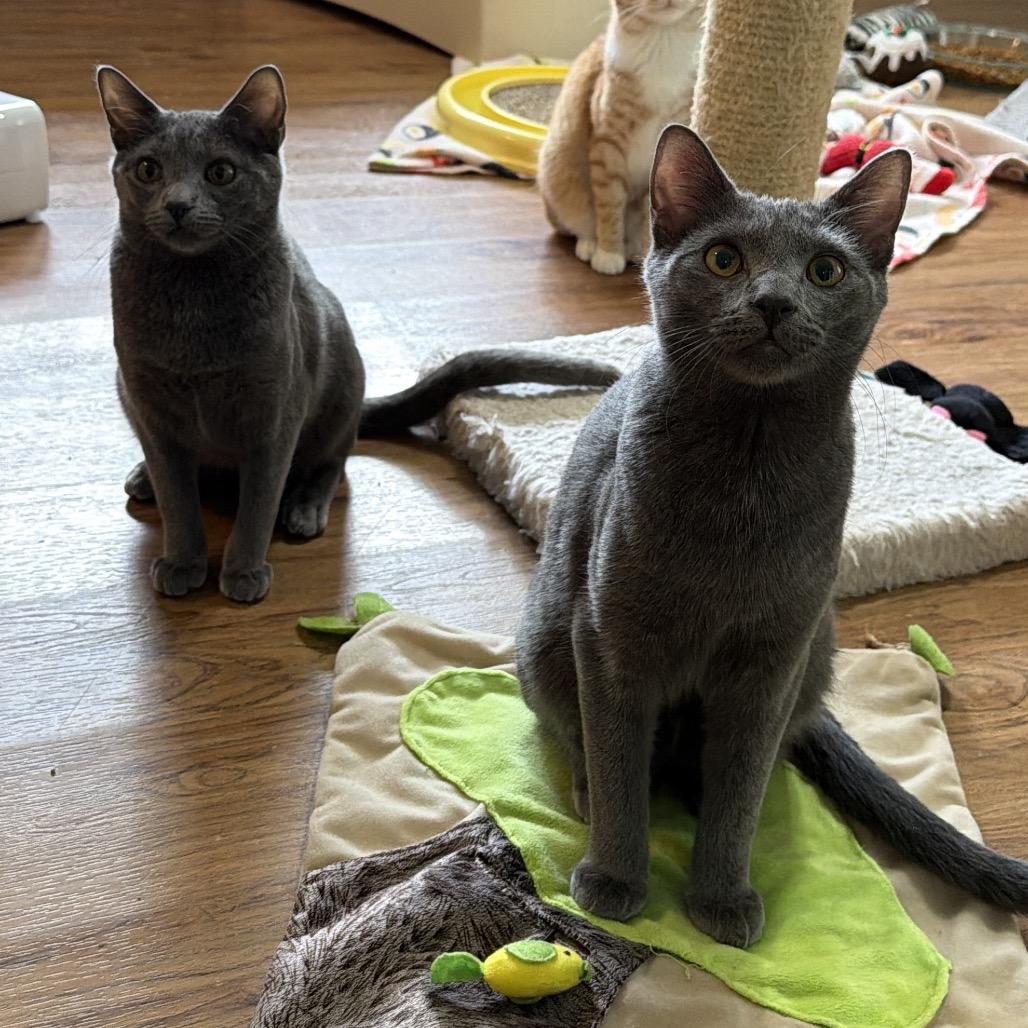 Tamale - Bonded Pair, a Adoptable Domestic Short Hair in Tuscaloosa, AL image 2/2