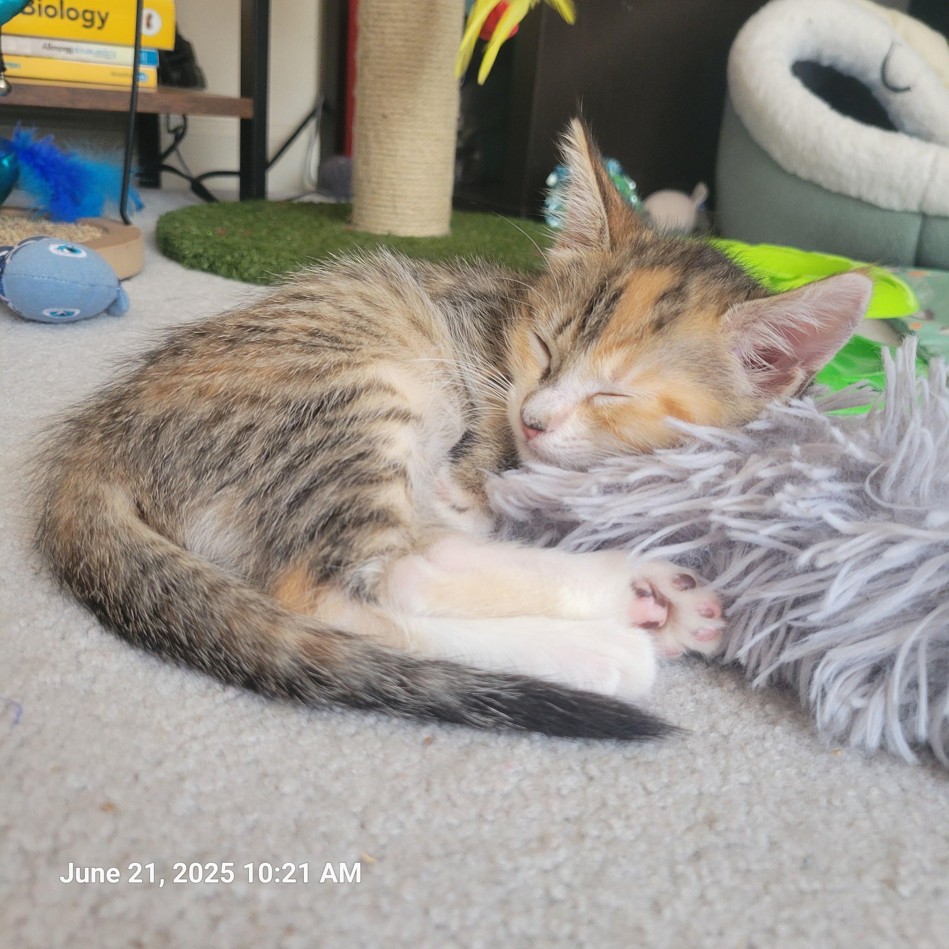 Paisley, Baby Female Tabby