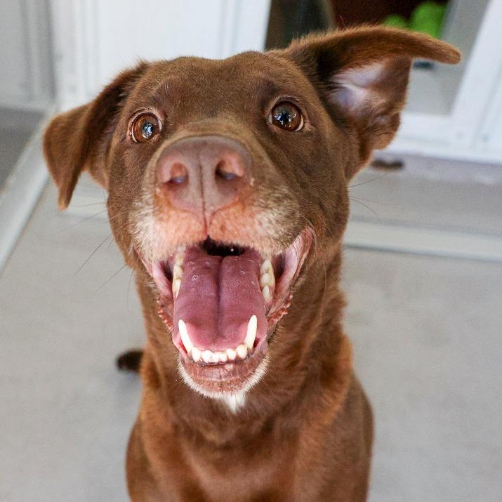 Stella, Adoptable, Adult Female Mixed Breed.