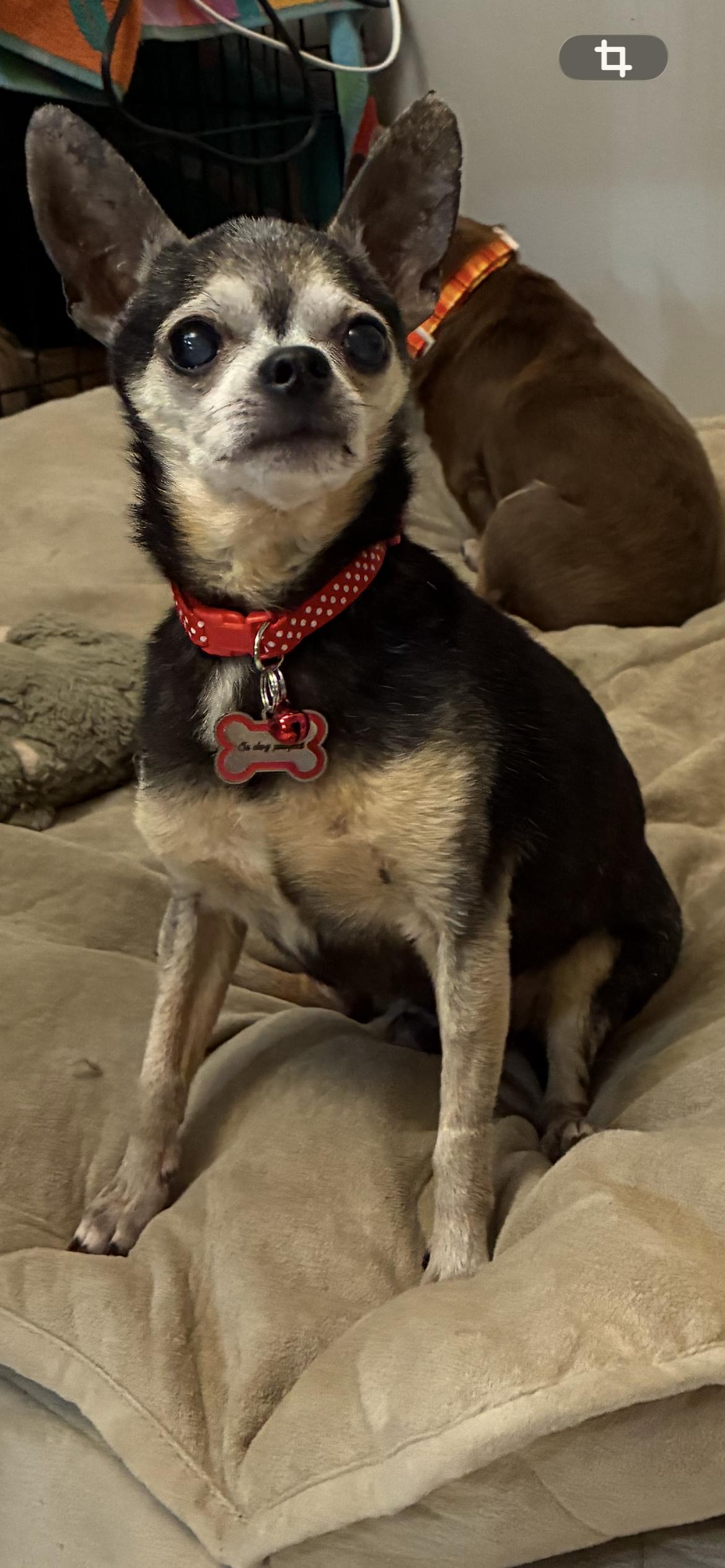 Enlarge Marvin, a ADOPTABLE Chihuahua in Saint Louis, MO image 2/2