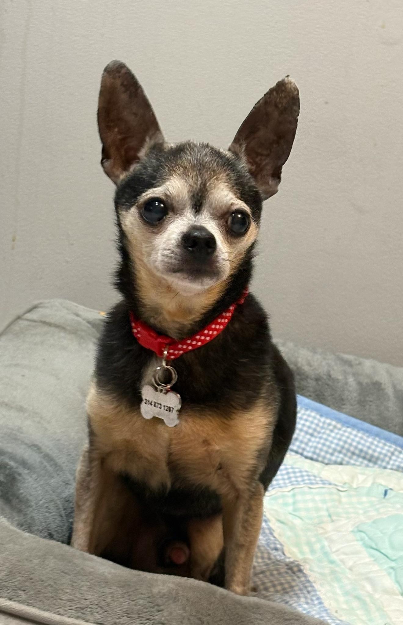 Marvin, ADOPTABLE, Senior Male Chihuahua.