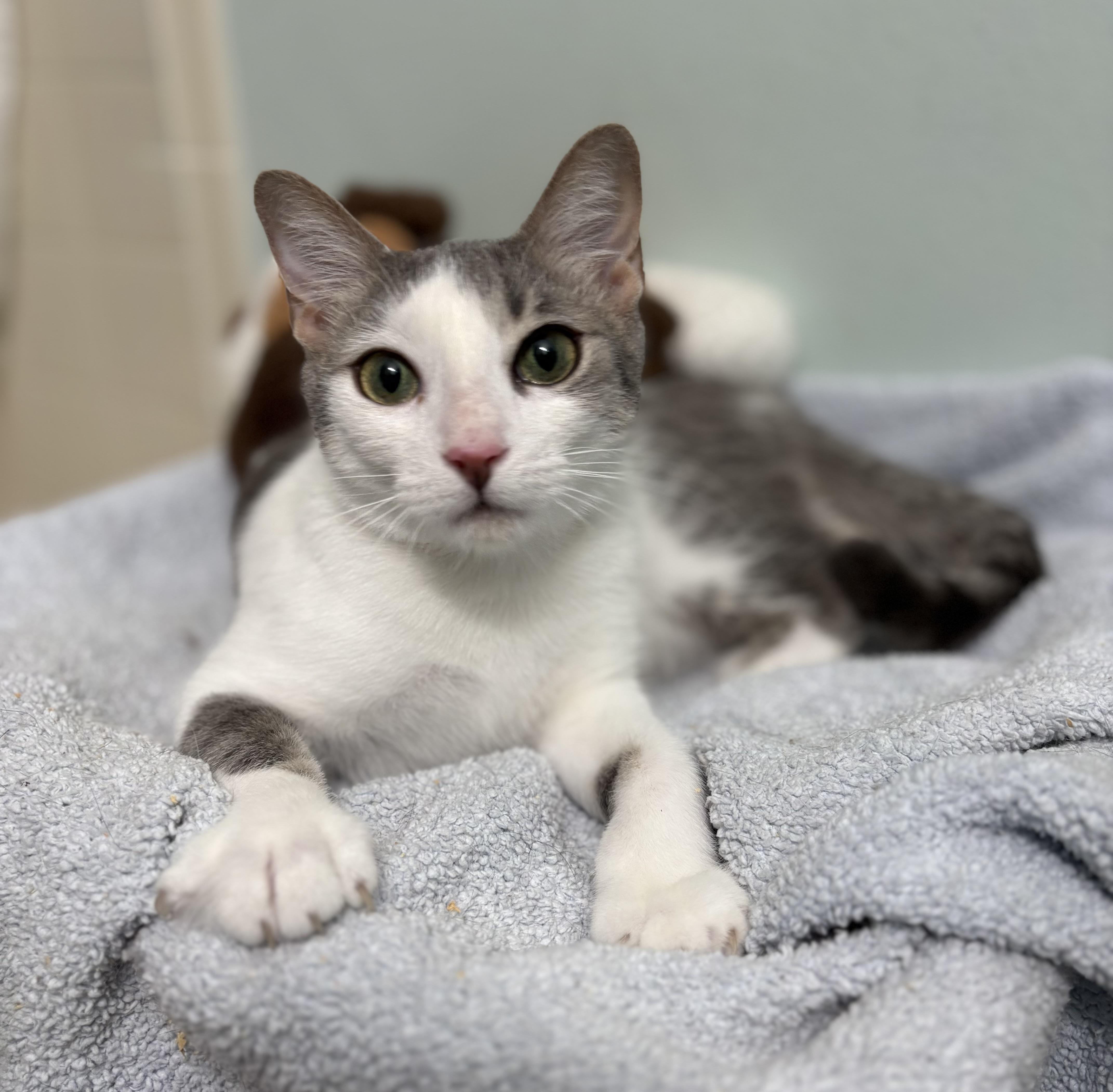 Enlarge Dobby, a Adoptable Domestic Short Hair in Brooksville, FL image 3/4