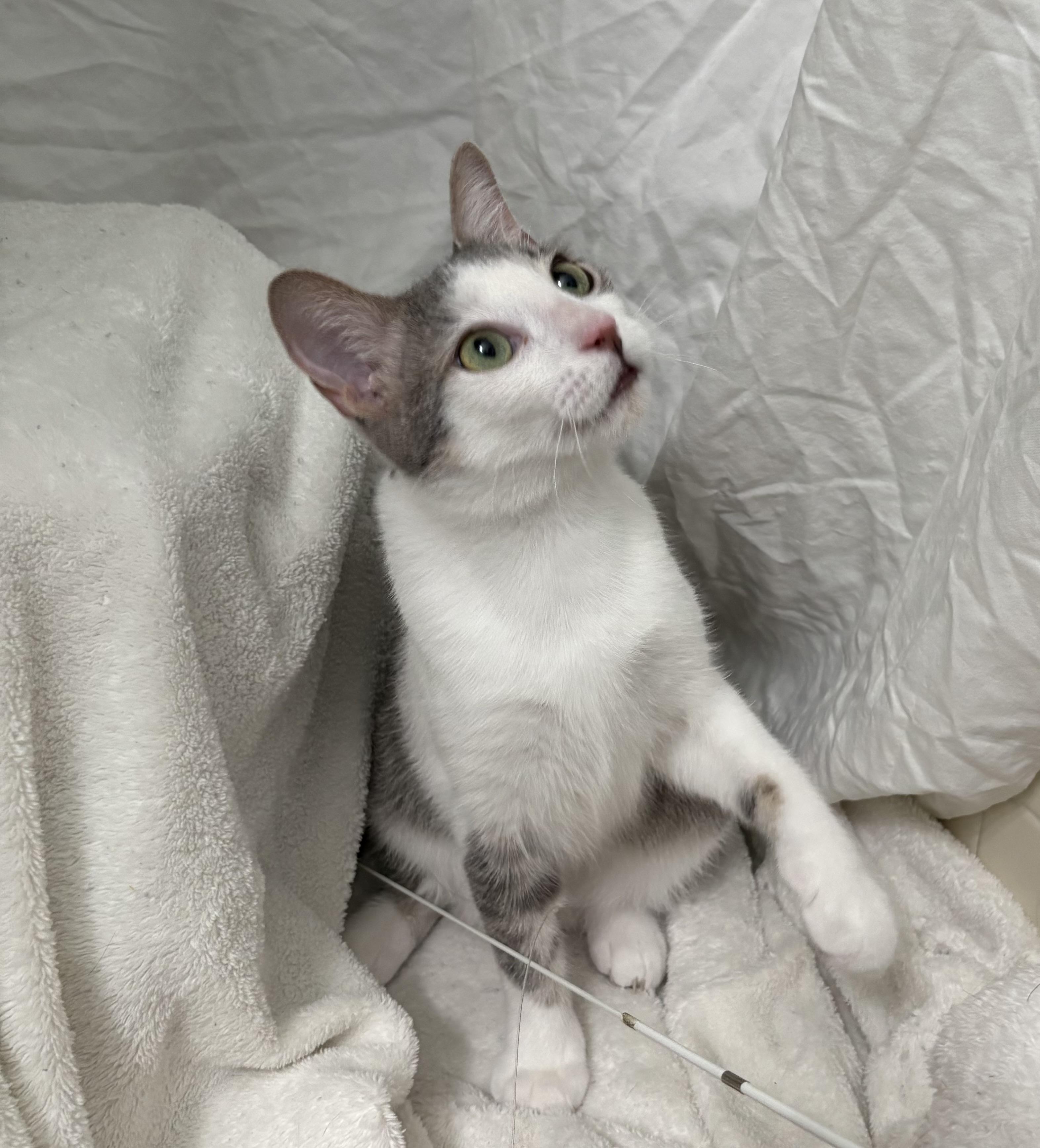 Enlarge Dobby, a Adoptable Domestic Short Hair in Brooksville, FL image 2/4