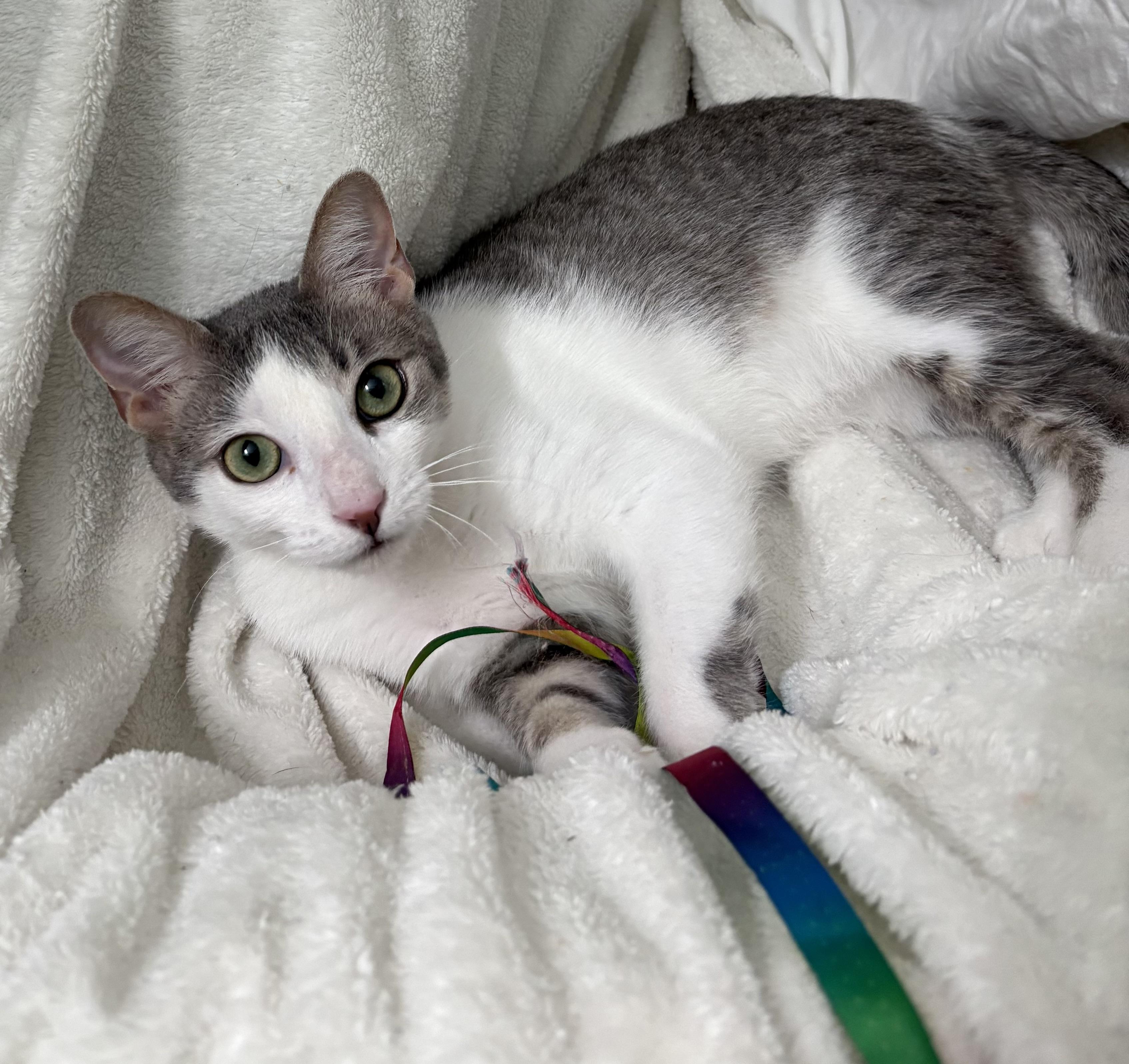 Enlarge Dobby, a Adoptable Domestic Short Hair in Brooksville, FL image 4/4