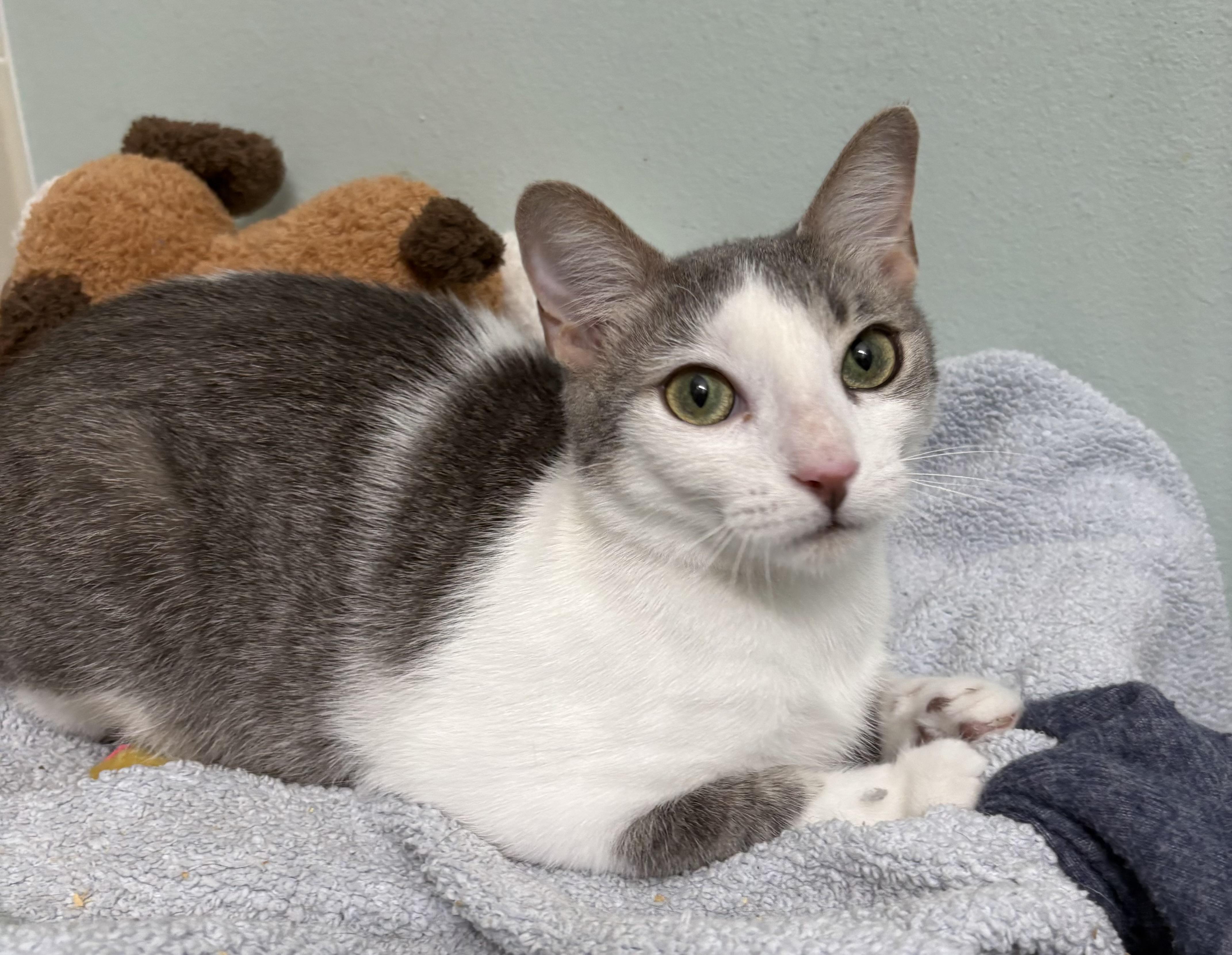 Dobby, Adoptable, Young Male Domestic Short Hair.