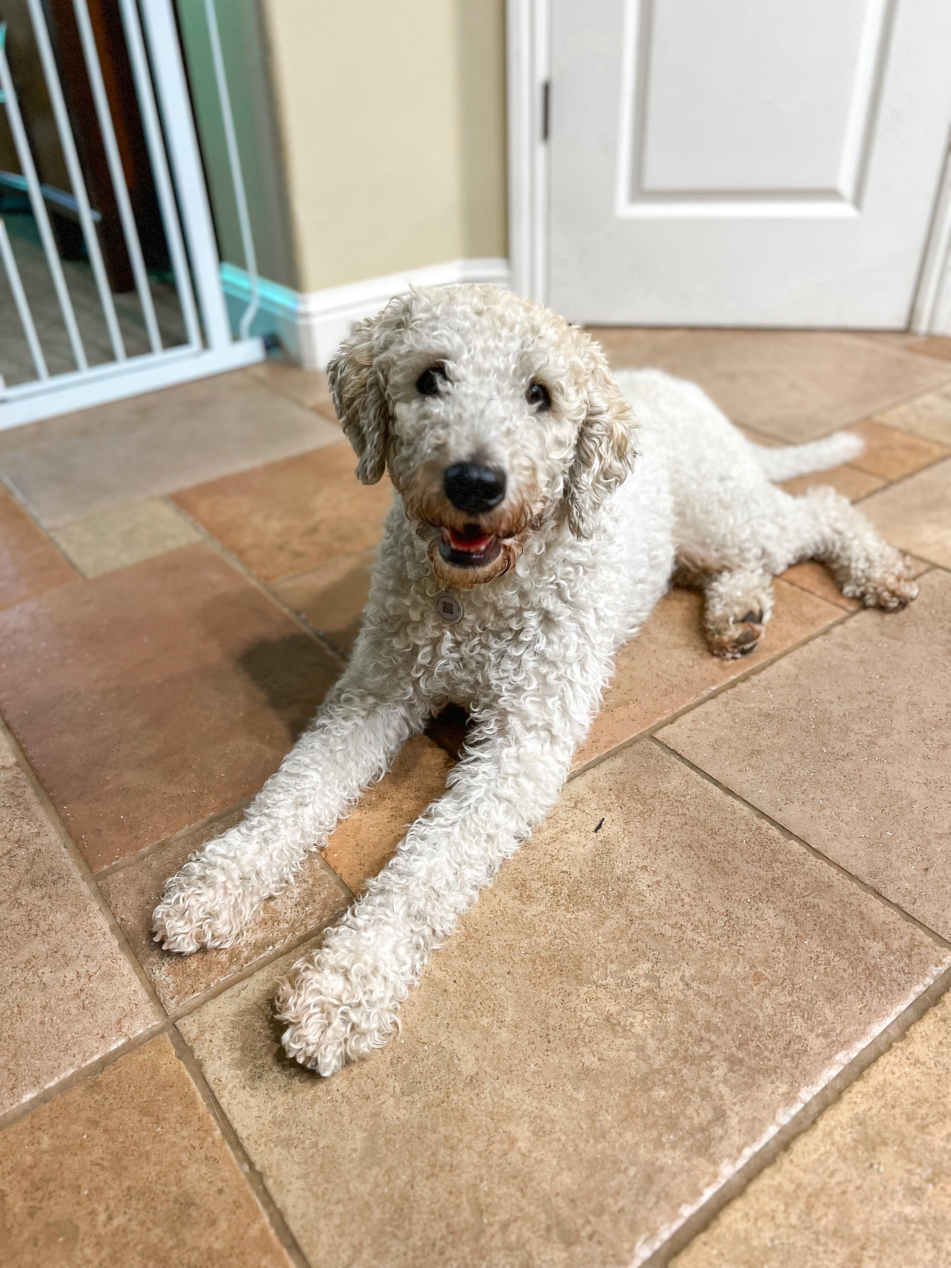 Enlarge Ricky, a Adopted Labradoodle in Fresno, CA image 1/1