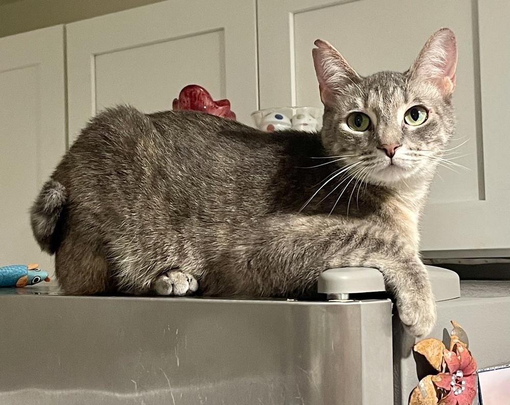 Enlarge Erika, a Adoptable Tabby in Chicago, IL image 1/5