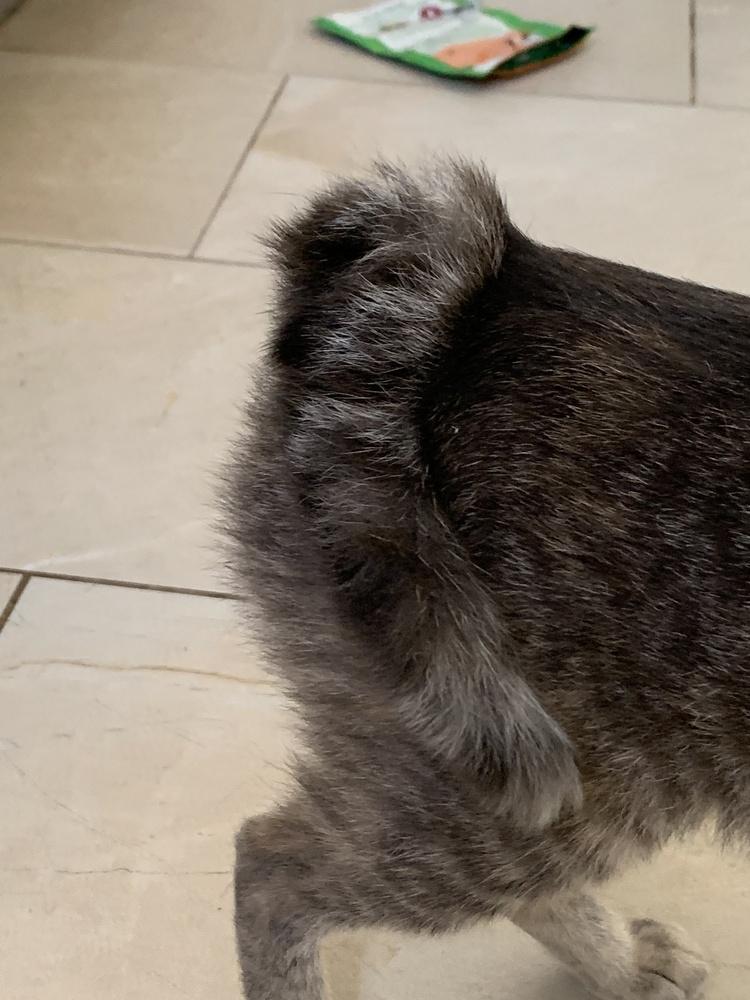 Enlarge Erika, a Adoptable Tabby in Chicago, IL image 2/5