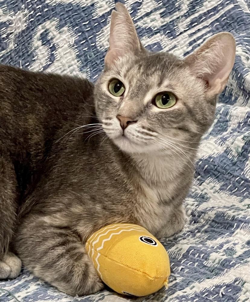 Enlarge Erika, a Adoptable Tabby in Chicago, IL image 3/5