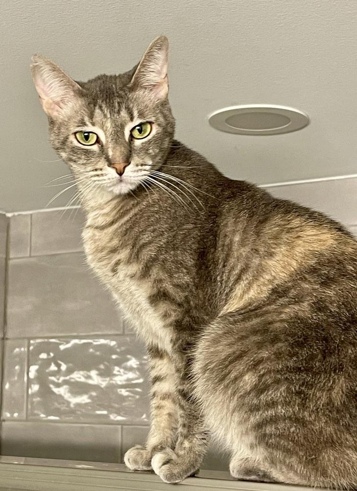 Erika, Adoptable, Young Female Tabby.