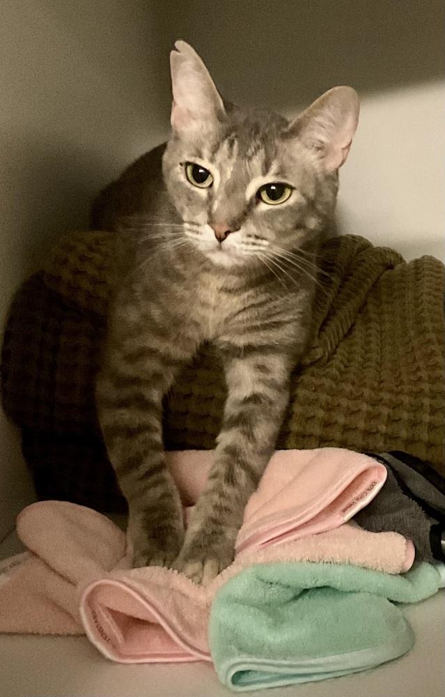 Enlarge Erika, a Adoptable Tabby in Chicago, IL image 5/5