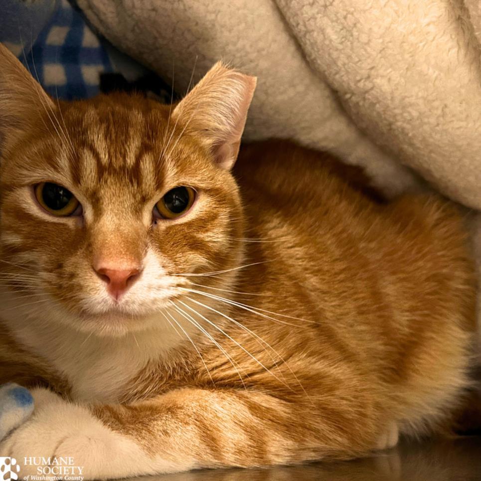 Enlarge OLIVER, a Adoptable Domestic Short Hair in Hagerstown, MD image 1/1