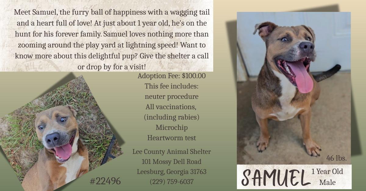 Samuel, Adoptable, Young Male Pit Bull Terrier.