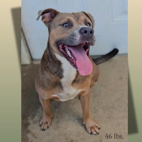 Enlarge Samuel, a Adoptable Pit Bull Terrier in Leesburg, GA image 2/2