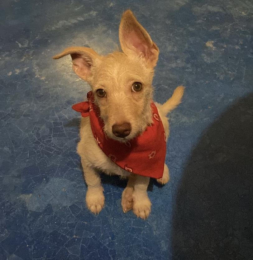 Enlarge Belinda, a Adopted mixed breed in Burlington, ON image 1/6