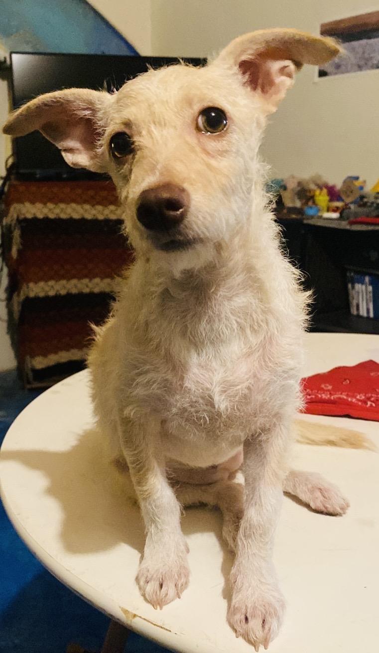 Enlarge Belinda, a Adopted mixed breed in Burlington, ON image 2/6