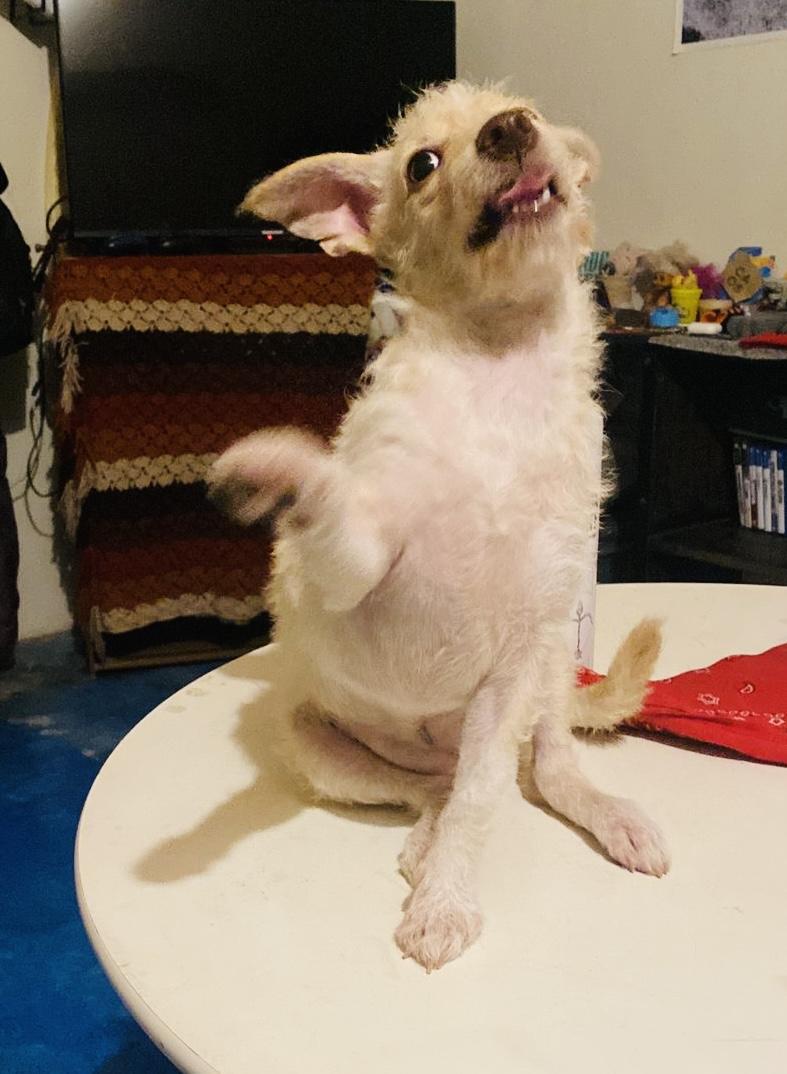 Enlarge Belinda, a Adopted mixed breed in Burlington, ON image 4/6