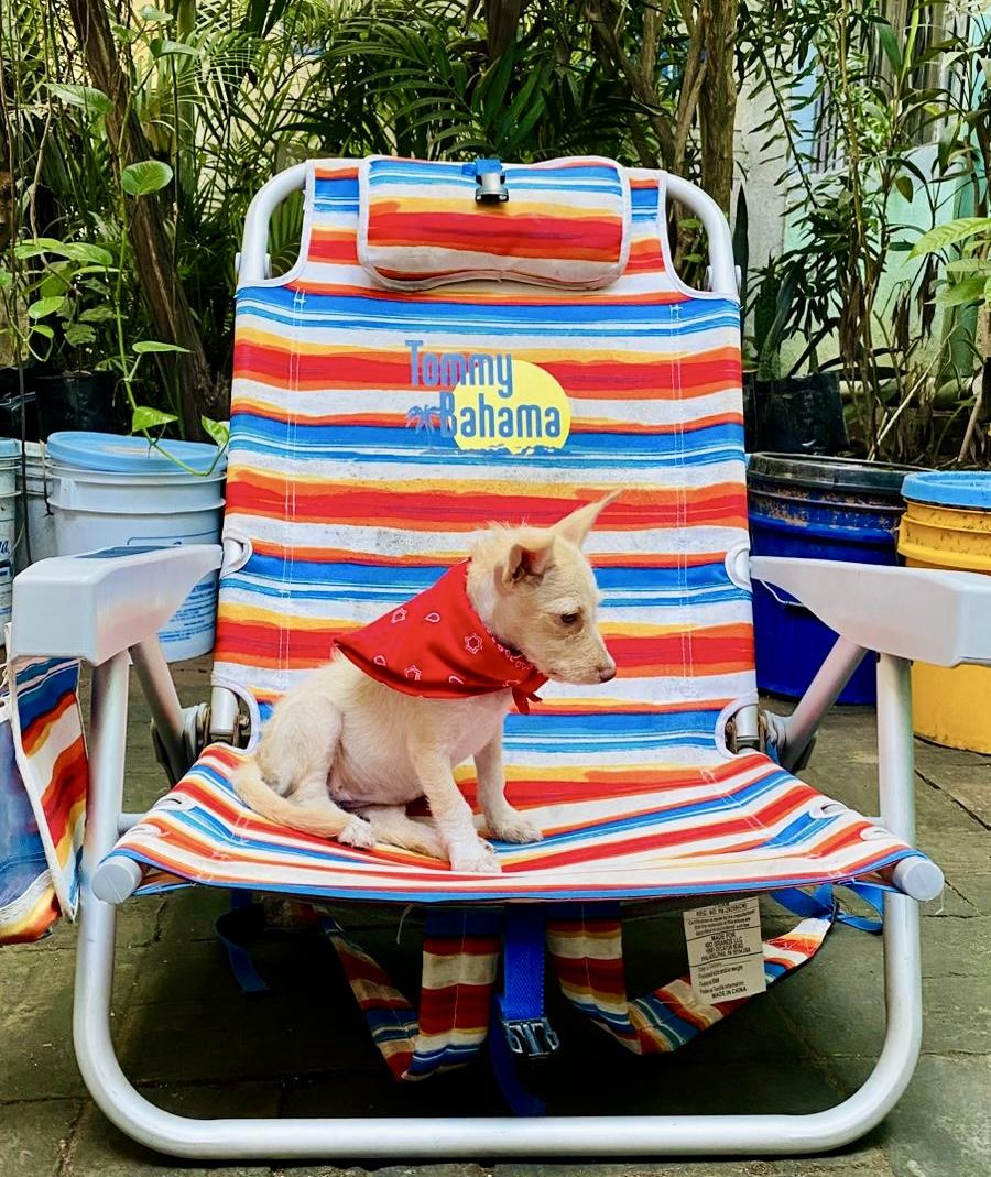 Enlarge Belinda, a Adopted mixed breed in Burlington, ON image 5/6